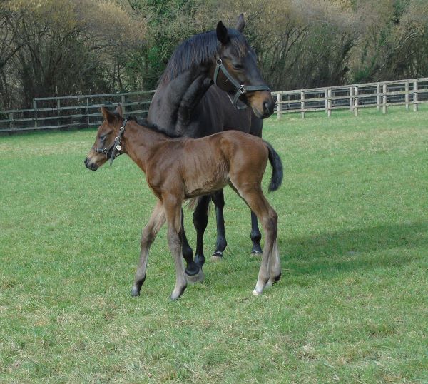 2023 colt by Dubawi